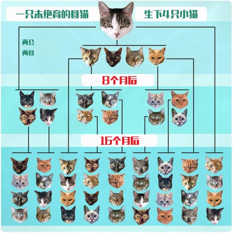 spay-cat-overpopulation-crisis-new