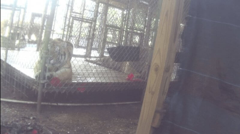photo-16_tiger-staring-small-cage