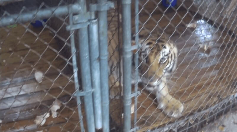 photo-17_tiger-looking-small-cage