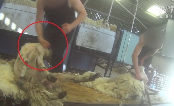 透视内幕：英格兰羊毛产业背后的残酷真相