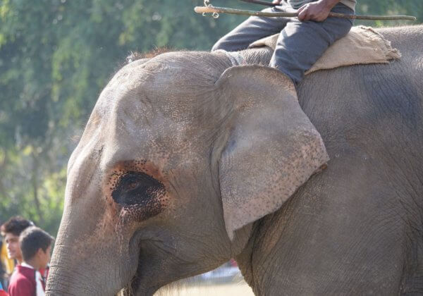 尼泊爾大象節再曝虐待動物 讚助商紛紛停止合作