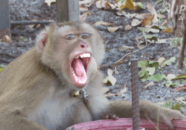 PETA再度暗訪泰國椰子產業：「猴子奴隸」仍被剝削