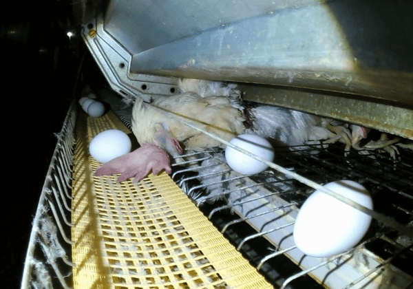 東京奧運會：請停止雞蛋供應！